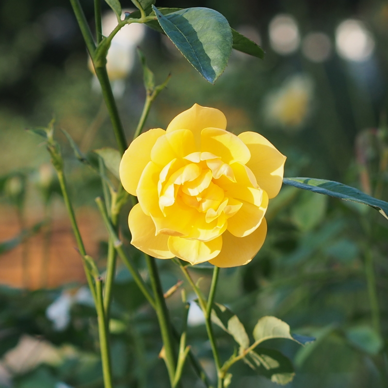 黄色いバラ｜港の見える丘公園の秋の花々