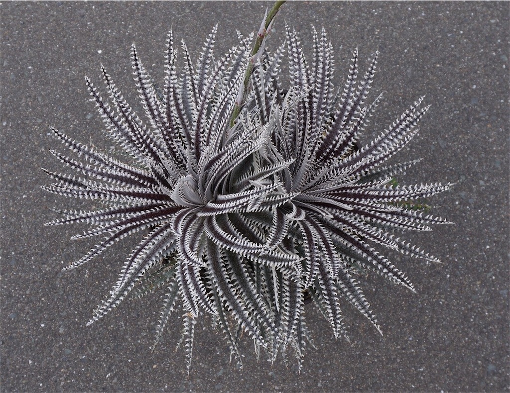 Dyckia 'Bill Paylen' -
