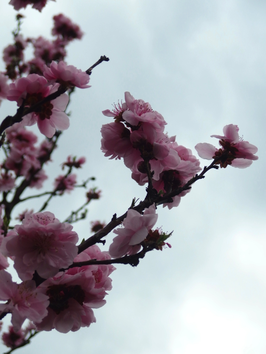 21年4月3日までに撮影したデジイチとコンデジ写真 ソメイヨシノの花が終わりに近づき何とフジが咲いていました ディスディスブログ