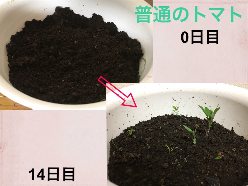 f:id:e-genelog:20180803234755j:image