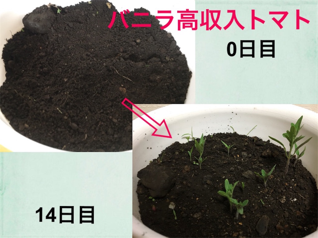 f:id:e-genelog:20180803234759j:image