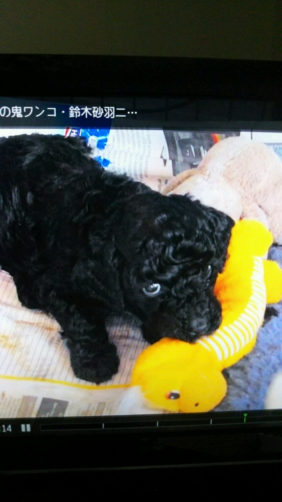 f:id:e-keiko:20180628190407j:plain f:id:e-keiko:20180628190407j:plain