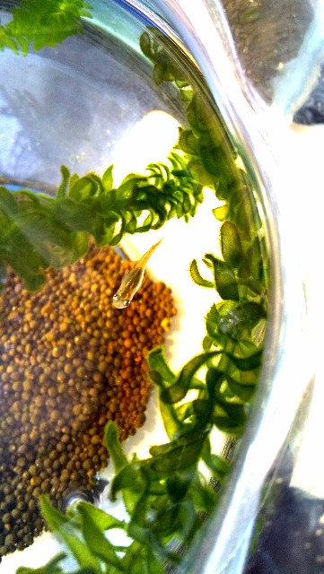 f:id:e-kotantan:20200825091231j:image