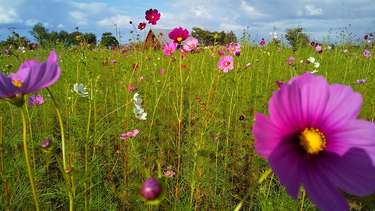 f:id:e-kotantan:20201007094642j:plain