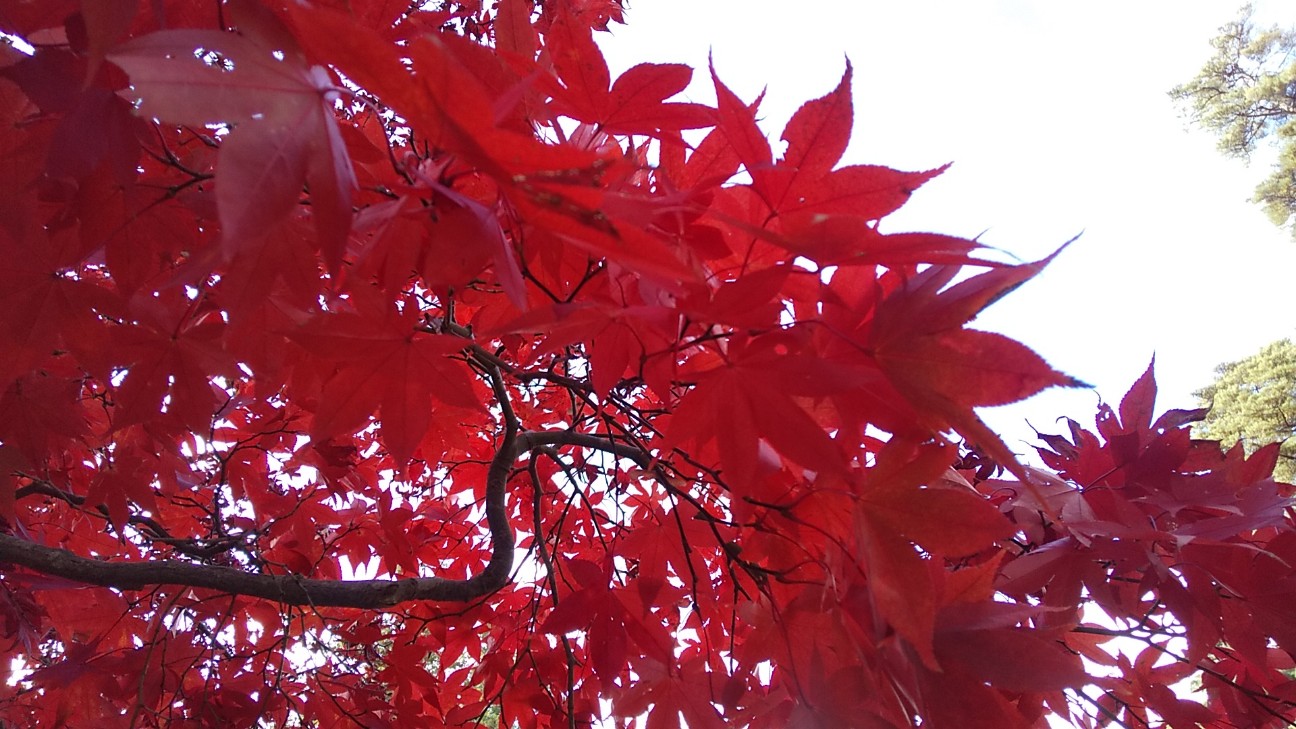 f:id:e-kotantan:20201115002217j:image