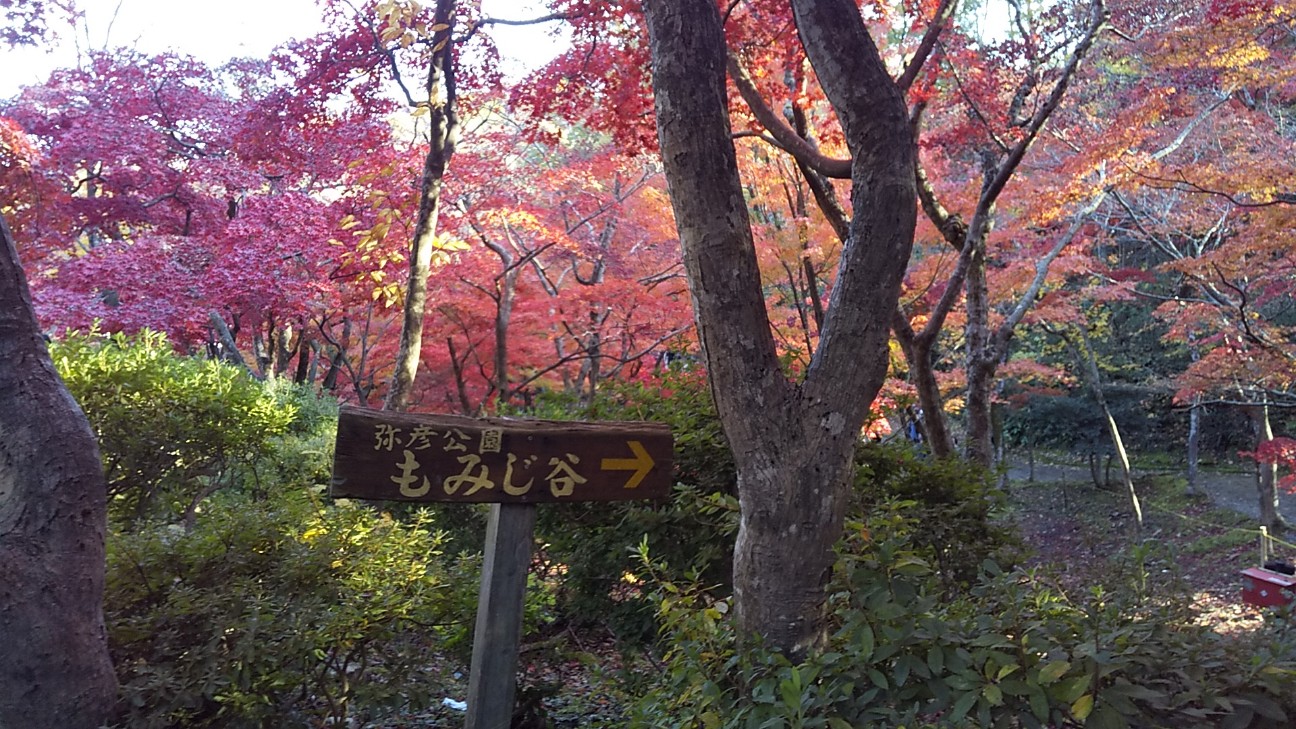 f:id:e-kotantan:20201115102550j:image