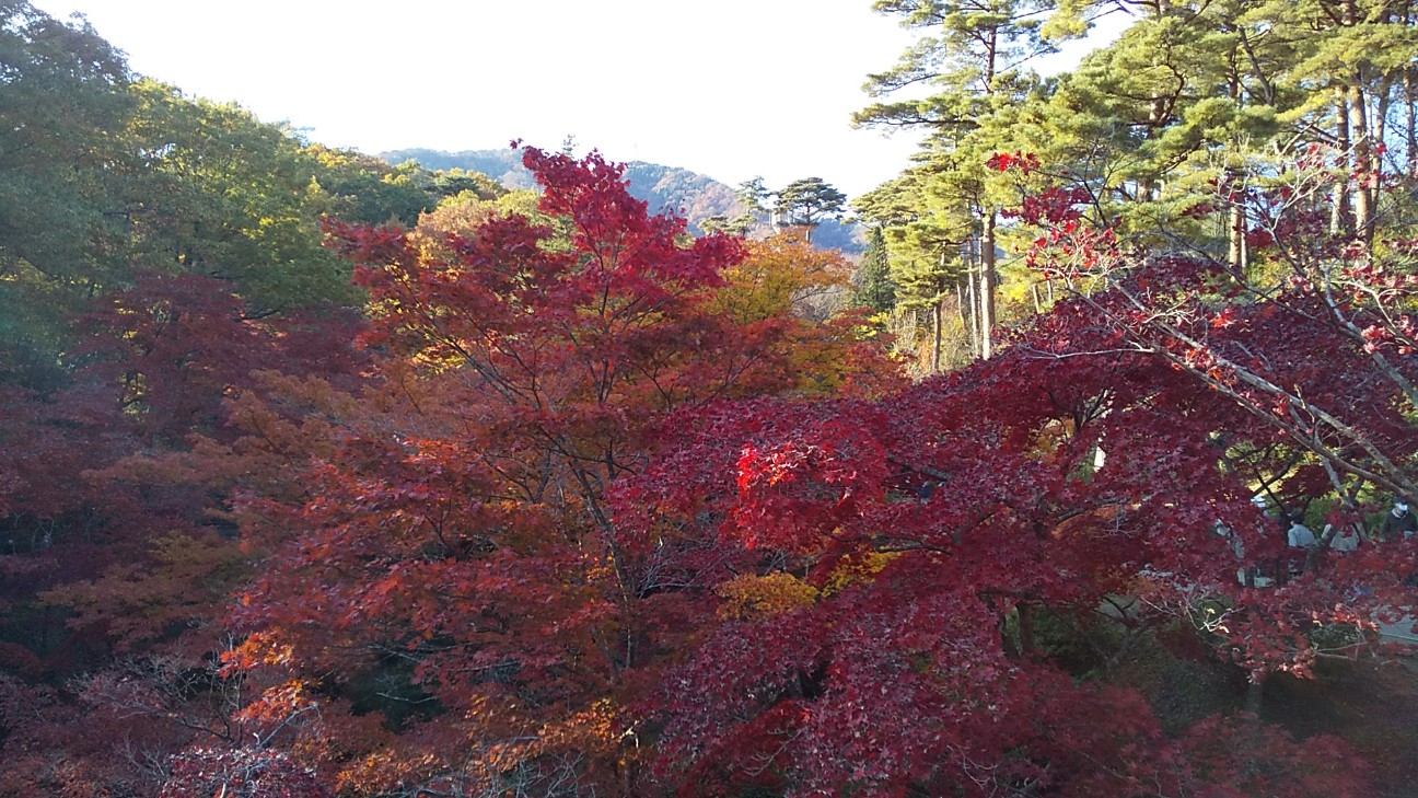 f:id:e-kotantan:20201115102948j:image