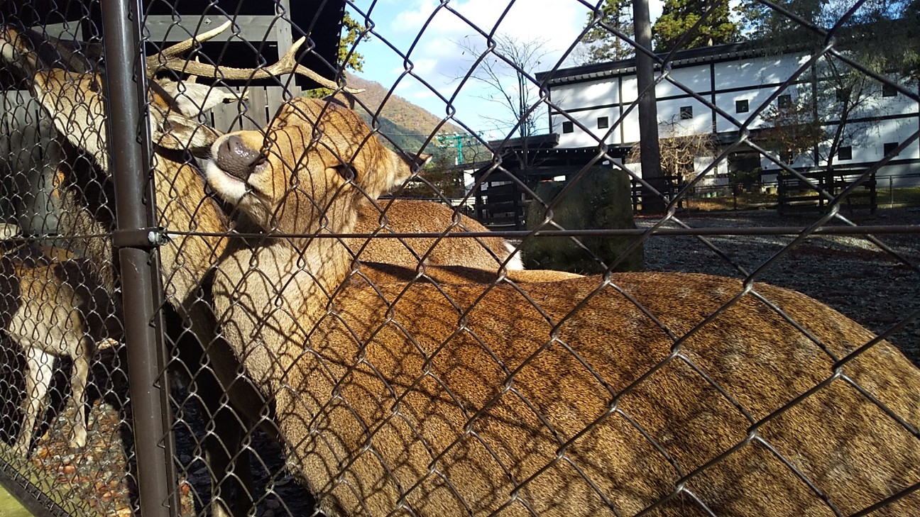 f:id:e-kotantan:20201115103304j:image