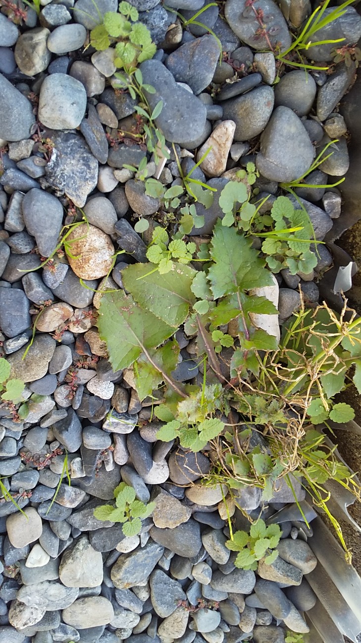 f:id:e-kotantan:20201117160356j:image