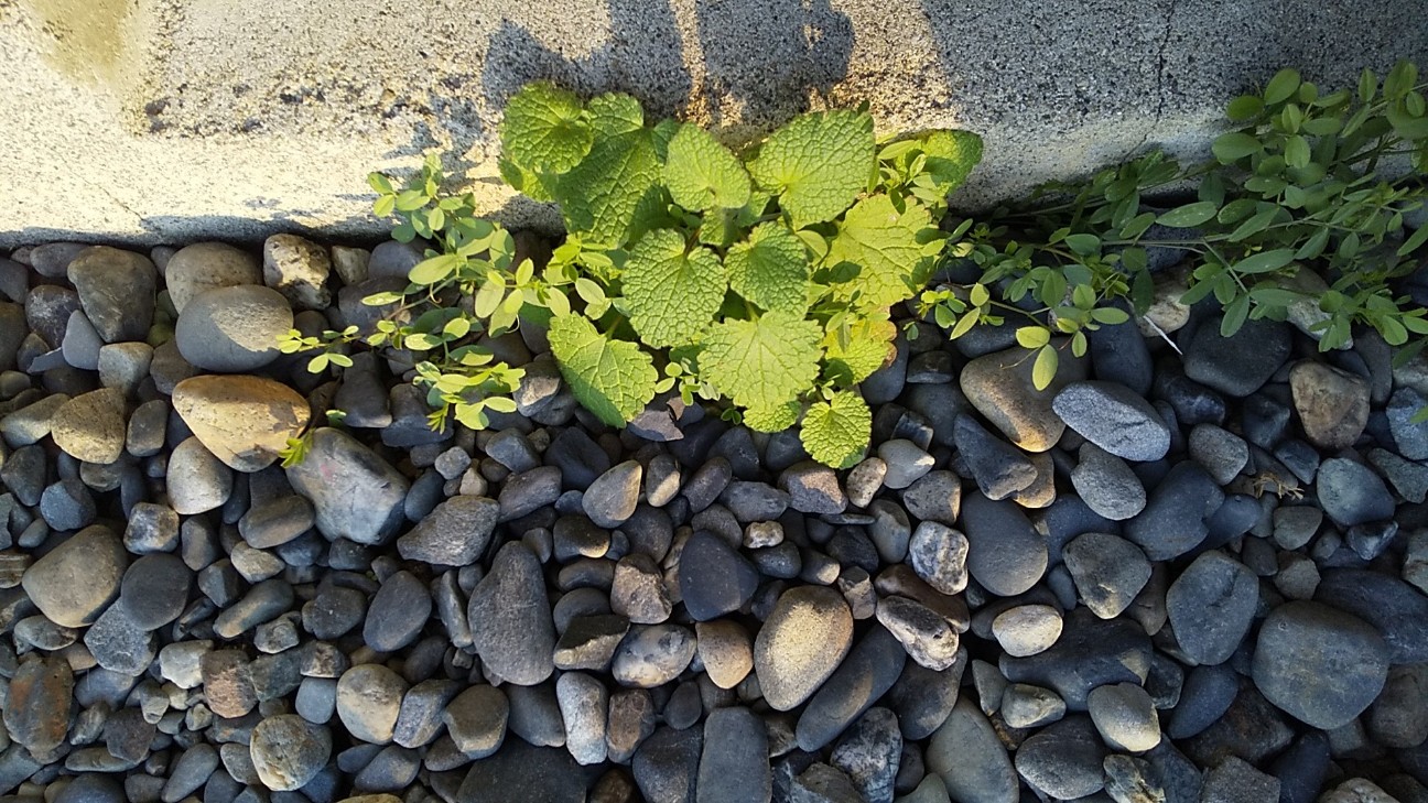 f:id:e-kotantan:20201117160428j:image