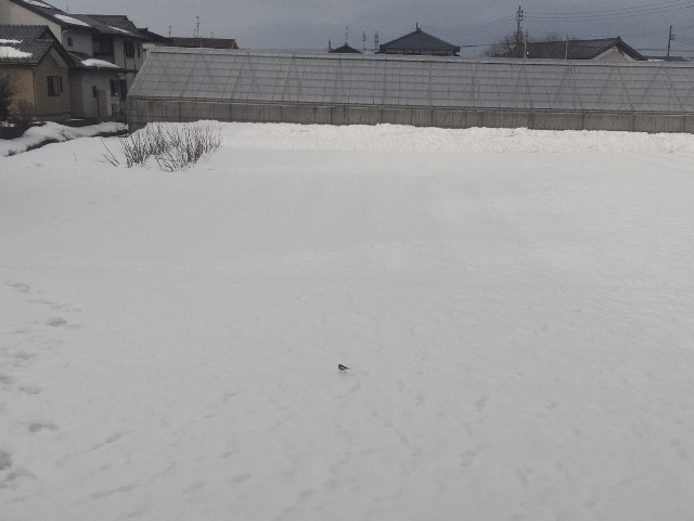 f:id:e-kotantan:20210128084456j:image