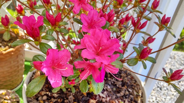 f:id:e-kotantan:20210415124811j:image