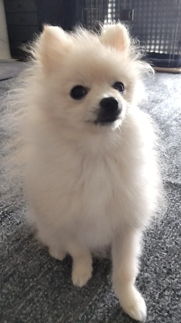 f:id:e-kotantan:20210628141618j:image f:id:e-kotantan:20210628141618j:image