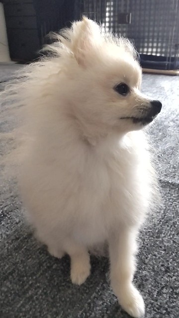 f:id:e-kotantan:20210628141736j:image f:id:e-kotantan:20210628141736j:image