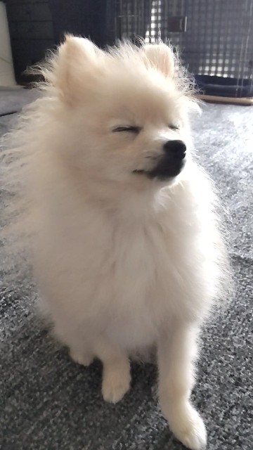 f:id:e-kotantan:20210628141807j:image f:id:e-kotantan:20210628141807j:image