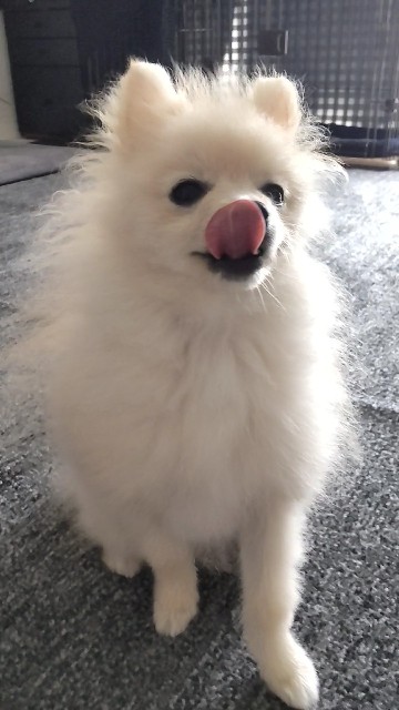 f:id:e-kotantan:20210628141912j:image f:id:e-kotantan:20210628141912j:image