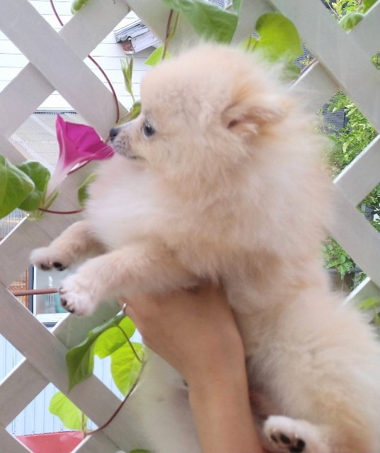 f:id:e-kotantan:20210806090557j:image