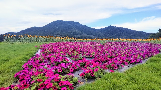 f:id:e-kotantan:20210810083025j:image