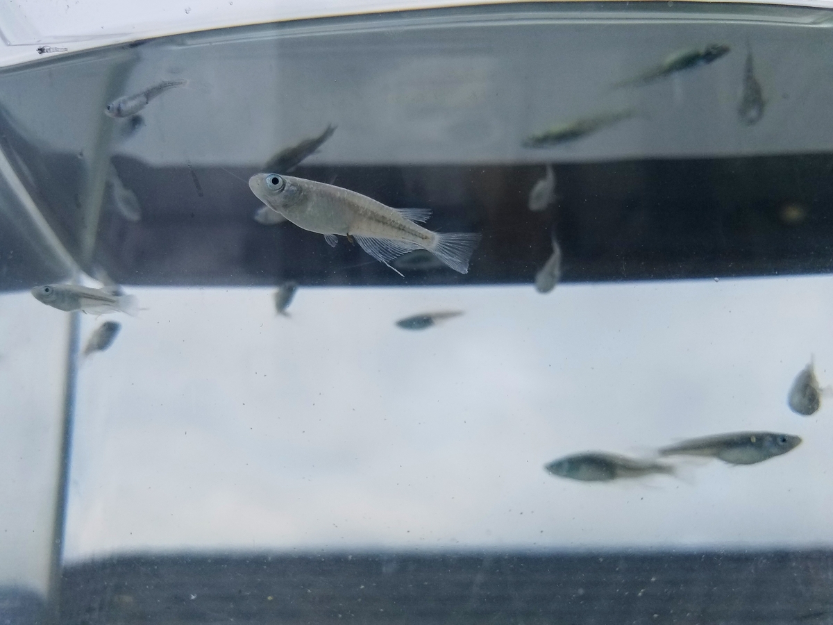 f:id:e-medaka-3846:20191021075530j:plain f:id:e-medaka-3846:20191021075530j:plain