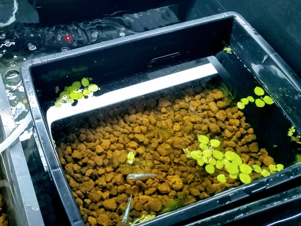 f:id:e-medaka-3846:20191101093357j:plain f:id:e-medaka-3846:20191101093357j:plain