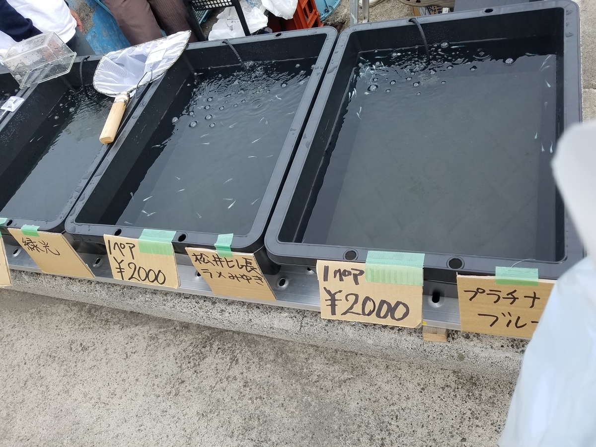 f:id:e-medaka-3846:20191104084358j:plain