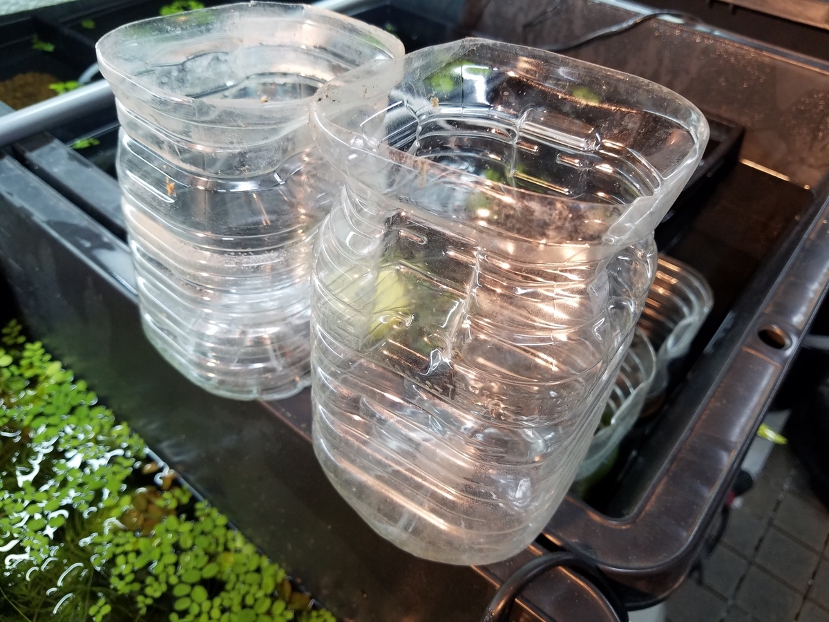f:id:e-medaka-3846:20191115084852j:plain