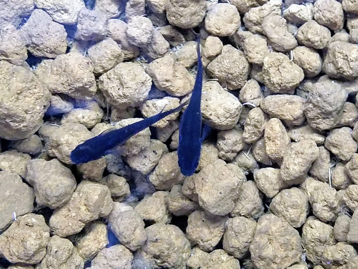 f:id:e-medaka-3846:20191202090122j:plain