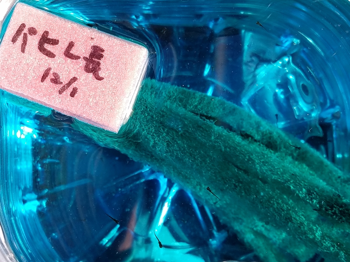f:id:e-medaka-3846:20191210200619j:plain