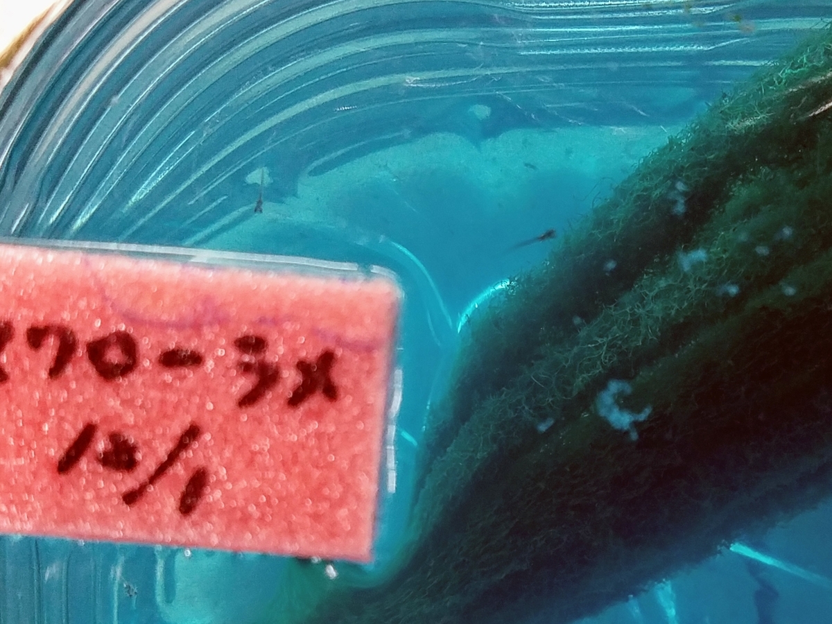 f:id:e-medaka-3846:20191213090228j:plain f:id:e-medaka-3846:20191213090228j:plain