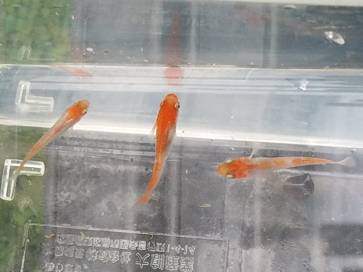 f:id:e-medaka-3846:20191225094146j:plain