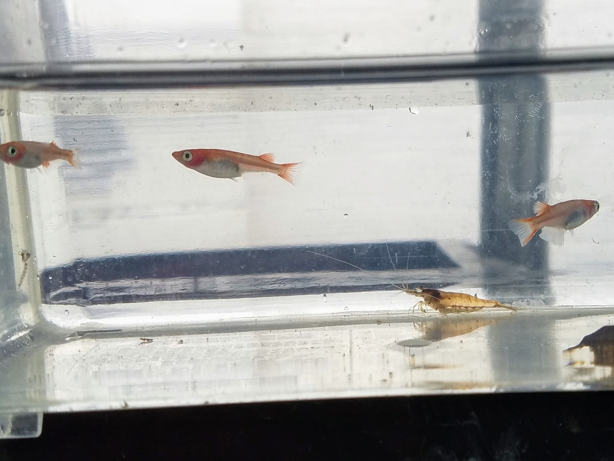 f:id:e-medaka-3846:20191225094205j:plain