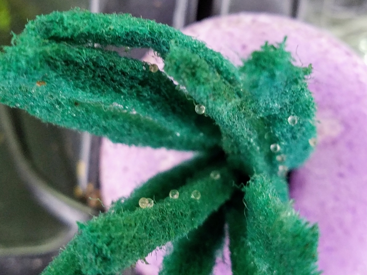 f:id:e-medaka-3846:20191225094222j:plain