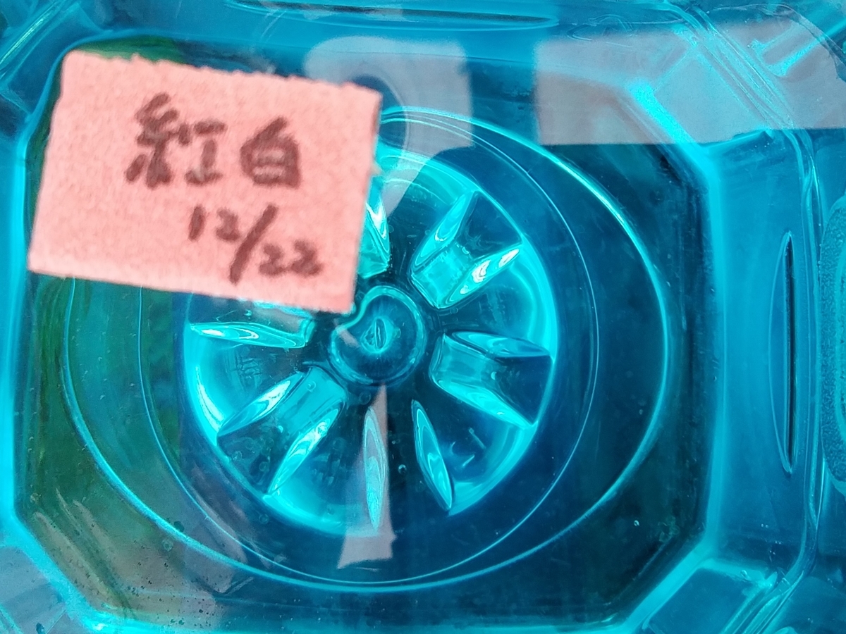 f:id:e-medaka-3846:20191225094240j:plain