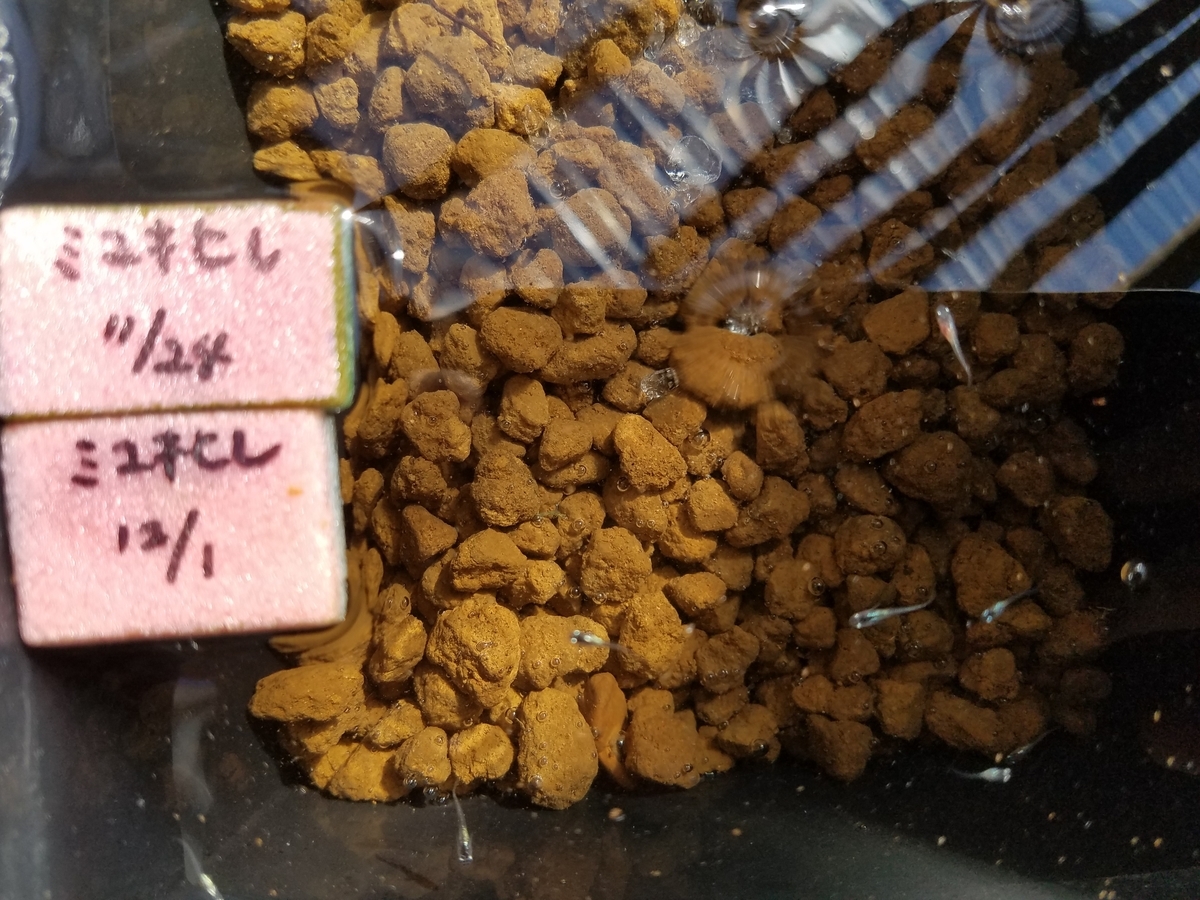 f:id:e-medaka-3846:20191230082550j:plain