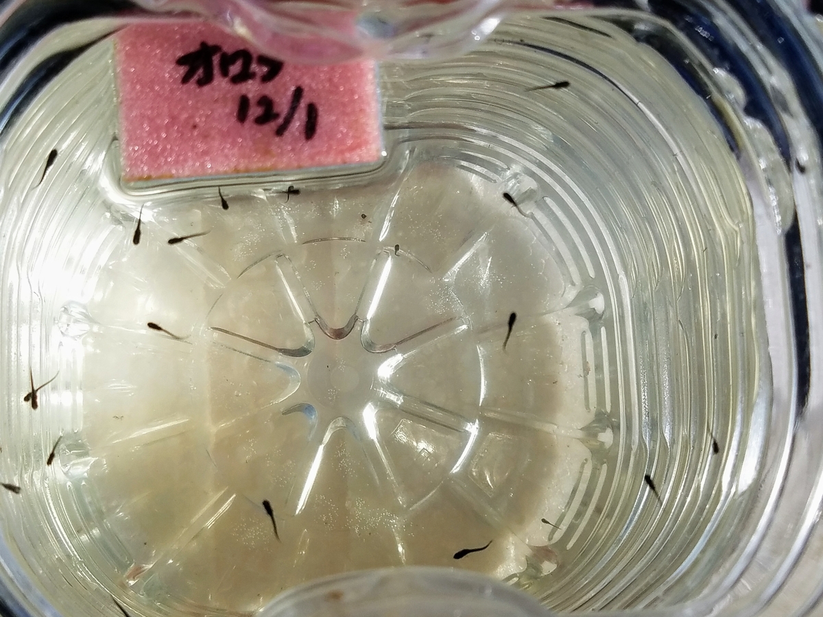 f:id:e-medaka-3846:20191230085307j:plain