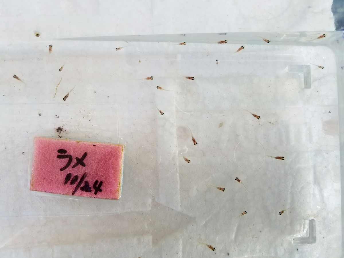 f:id:e-medaka-3846:20191230090557j:plain