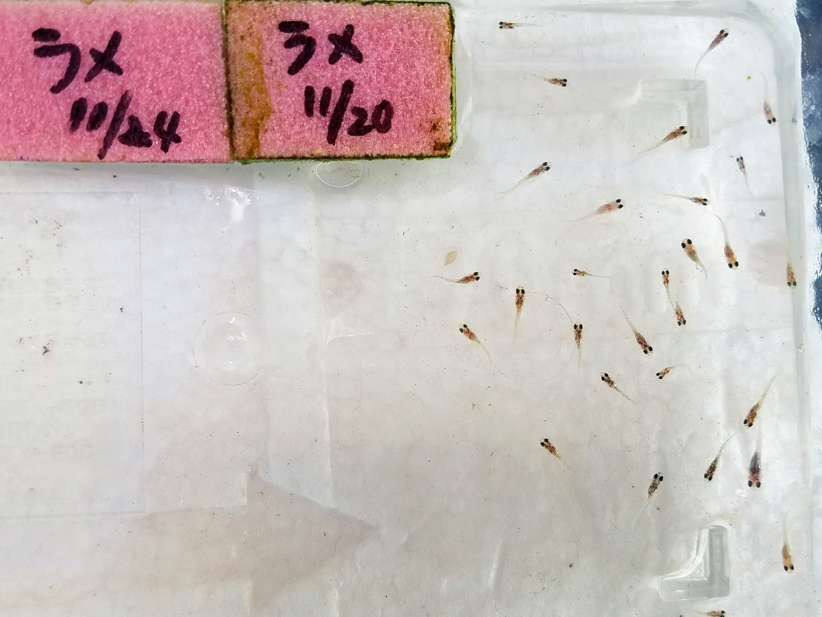 f:id:e-medaka-3846:20191230090621j:plain