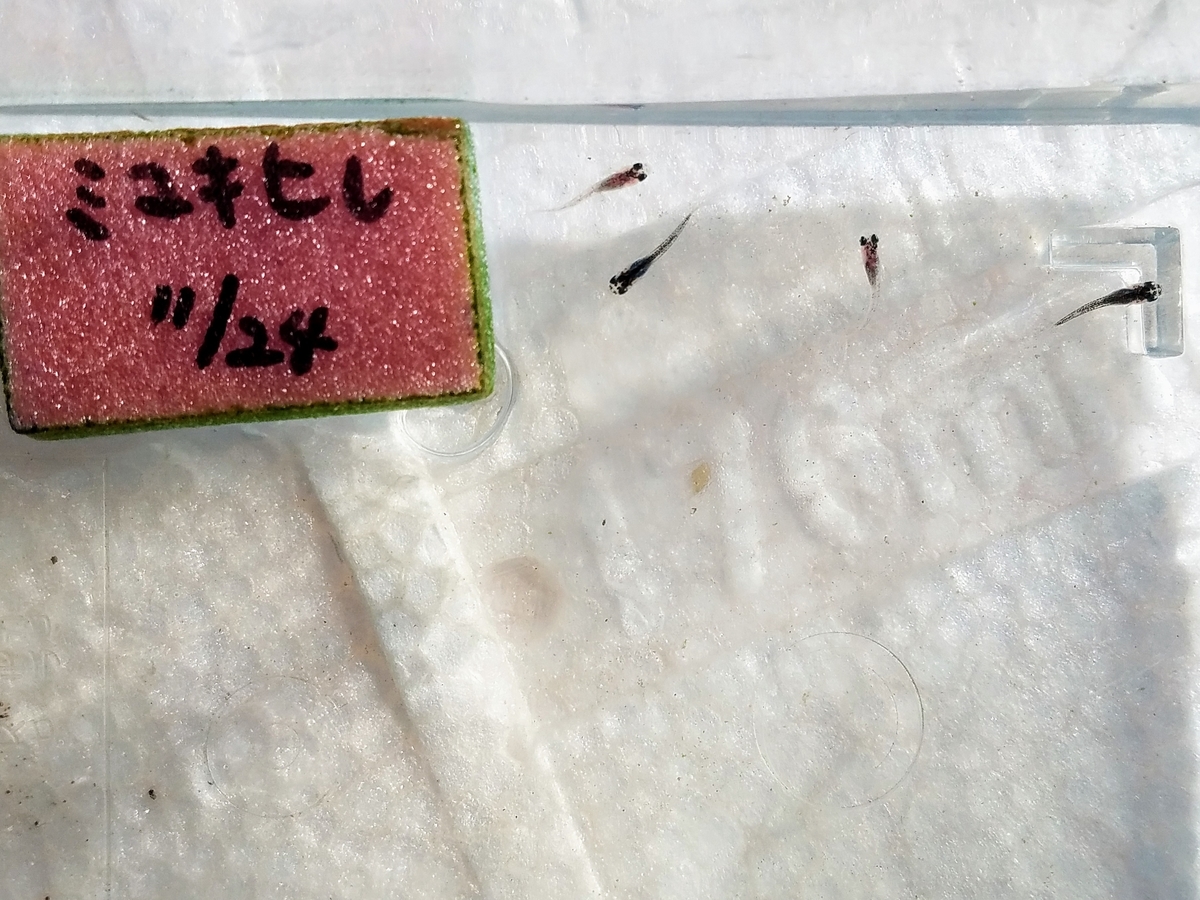 f:id:e-medaka-3846:20191230090810j:plain