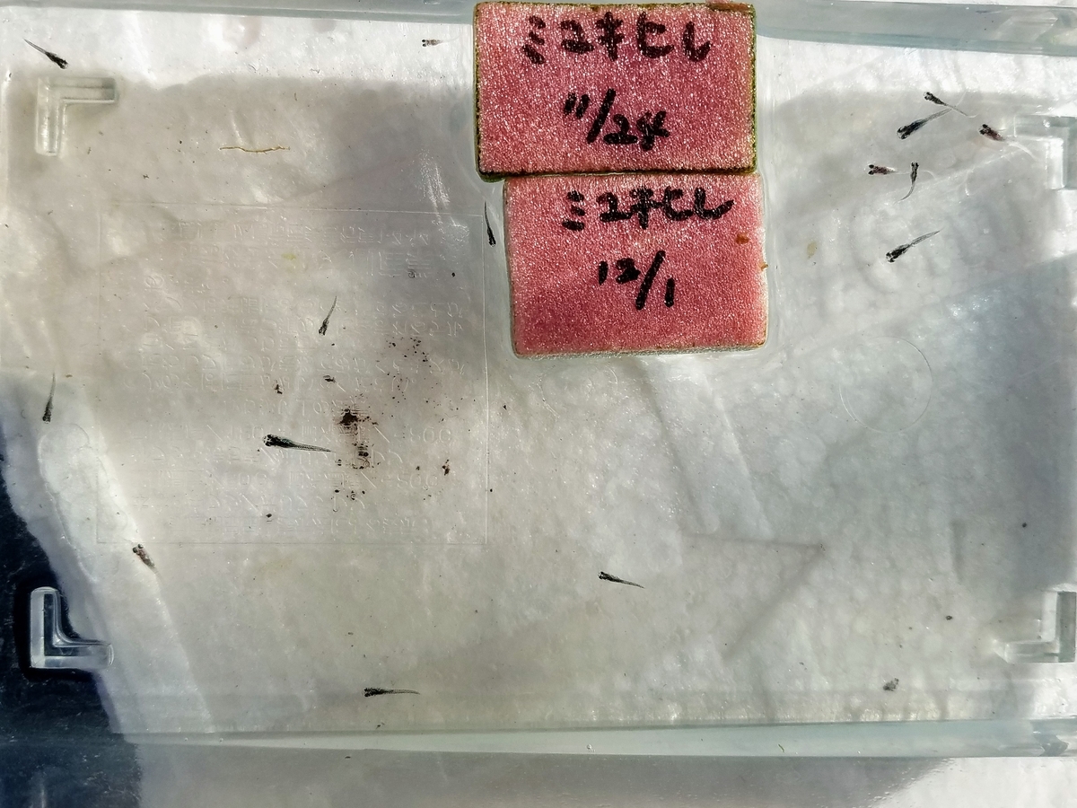 f:id:e-medaka-3846:20191230090840j:plain