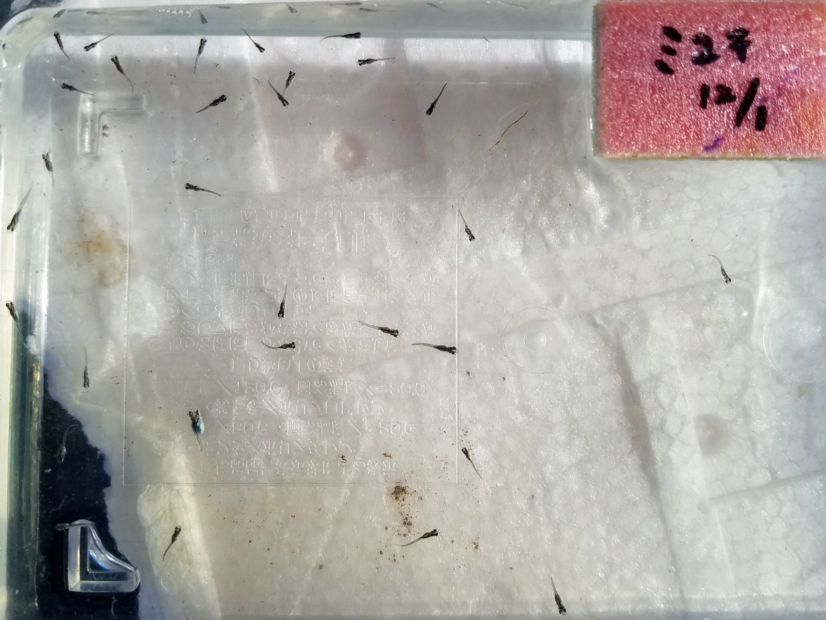 f:id:e-medaka-3846:20191230091022j:plain