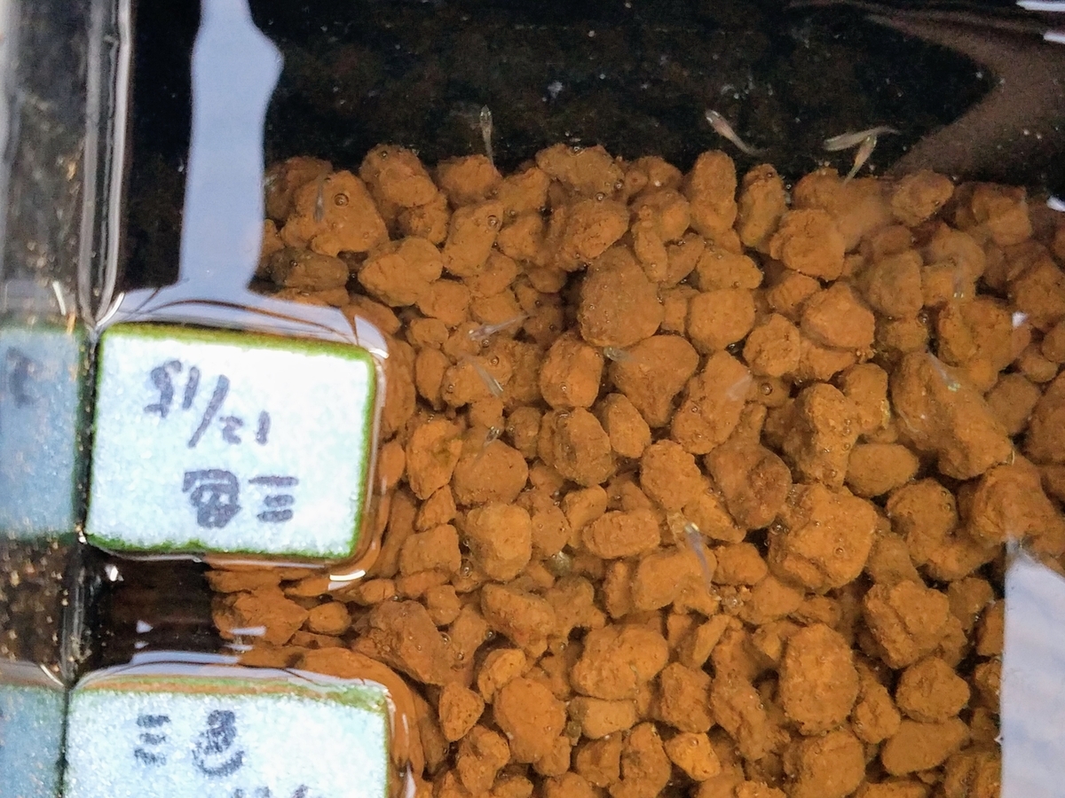 f:id:e-medaka-3846:20200116085942j:plain