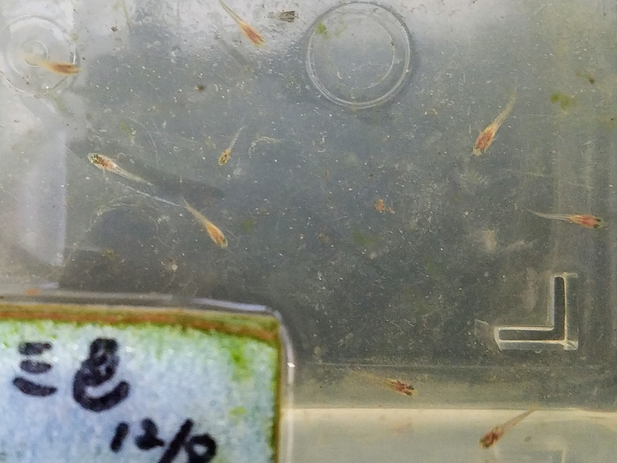 f:id:e-medaka-3846:20200116090009j:plain