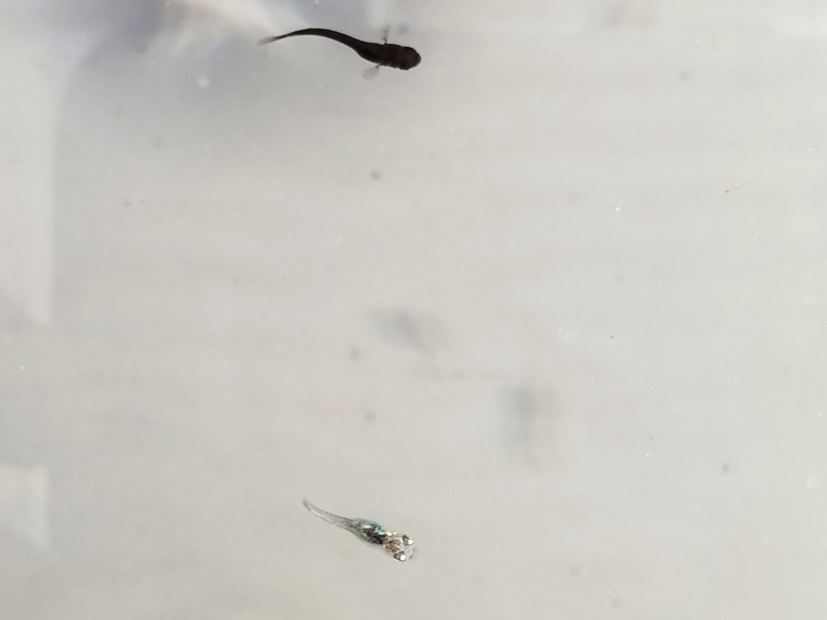 f:id:e-medaka-3846:20200117090840j:plain