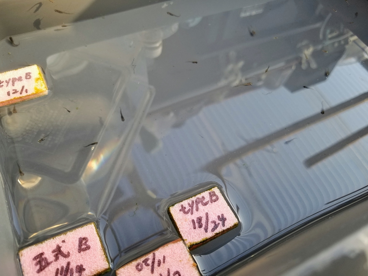 f:id:e-medaka-3846:20200117091950j:plain