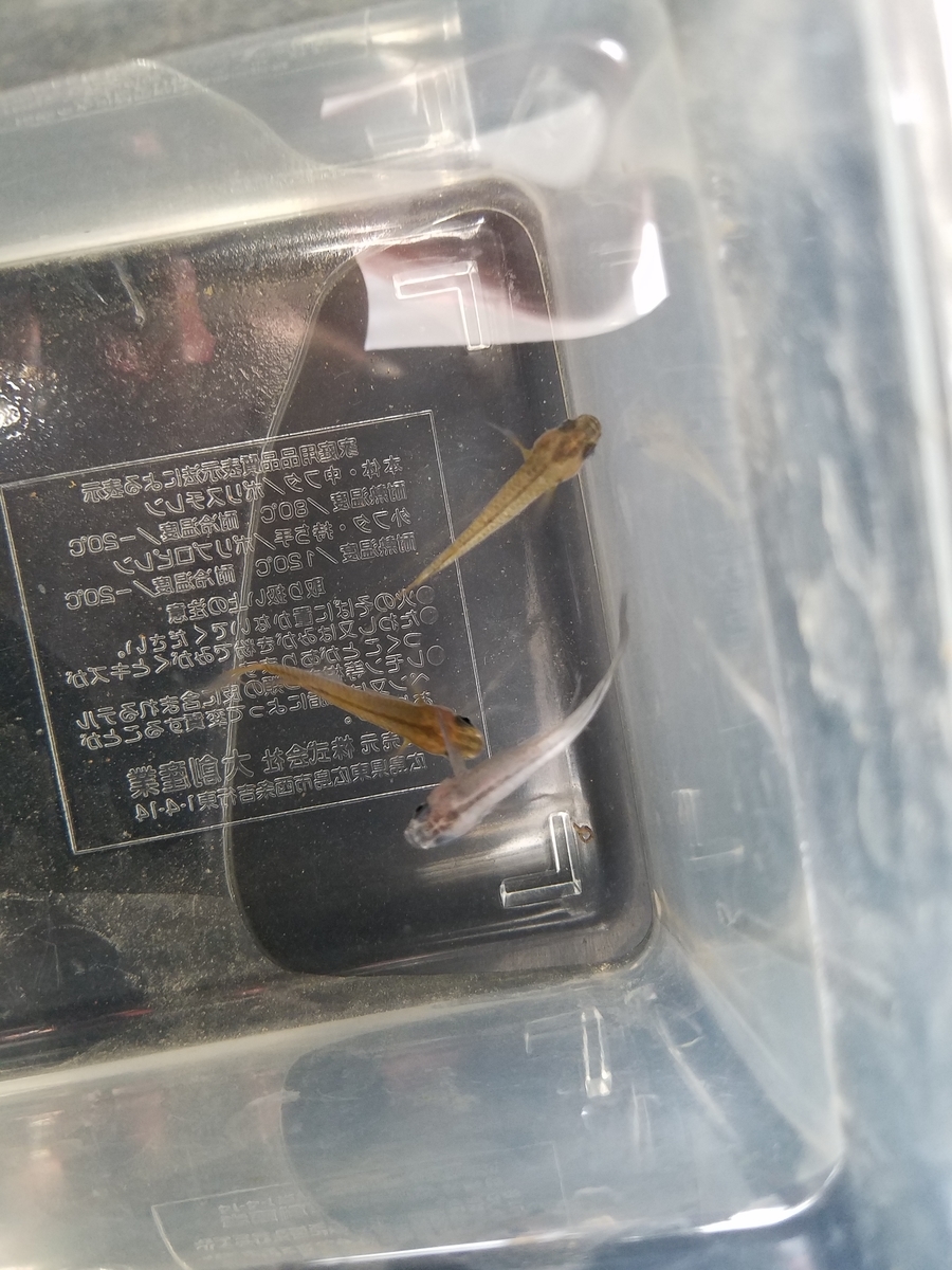 f:id:e-medaka-3846:20200117093757j:plain