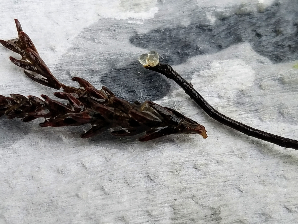 f:id:e-medaka-3846:20200119195605j:plain