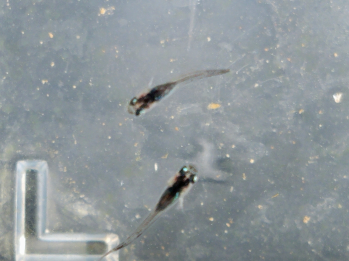 f:id:e-medaka-3846:20200119200415j:plain