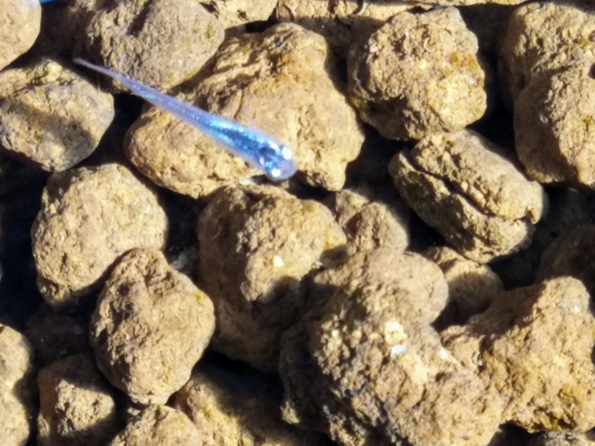 f:id:e-medaka-3846:20200119200630j:plain