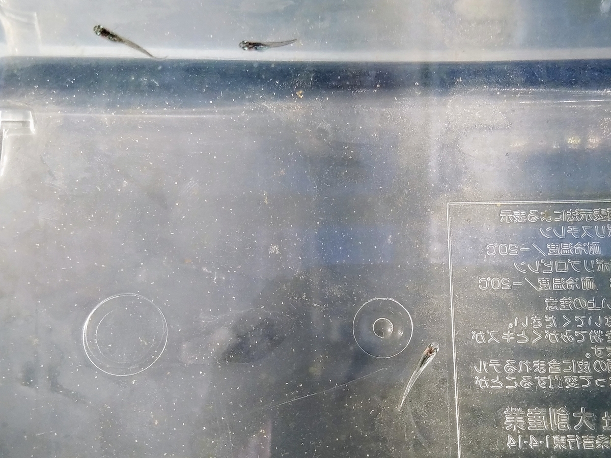 f:id:e-medaka-3846:20200119200915j:plain