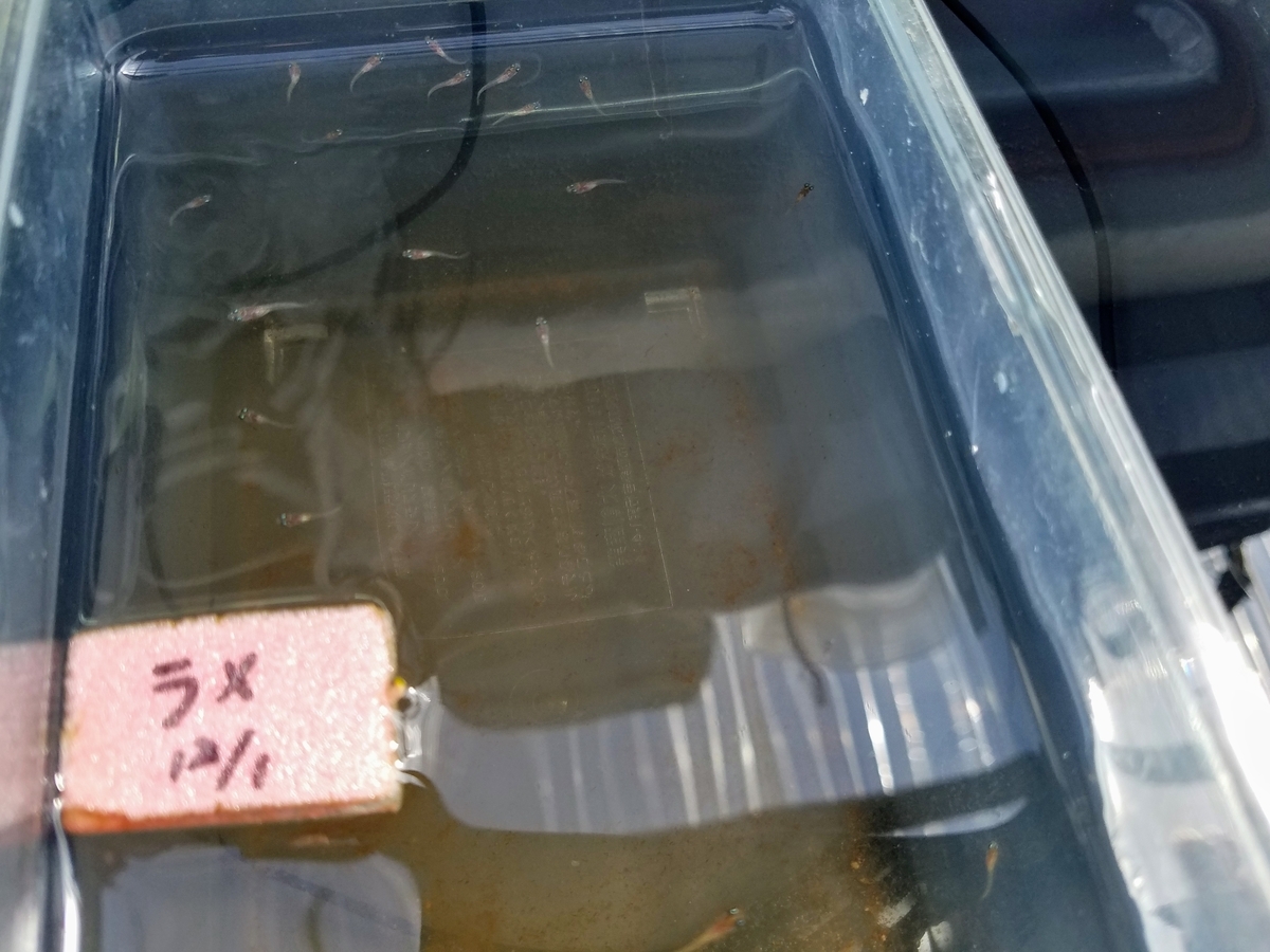 f:id:e-medaka-3846:20200123085804j:plain